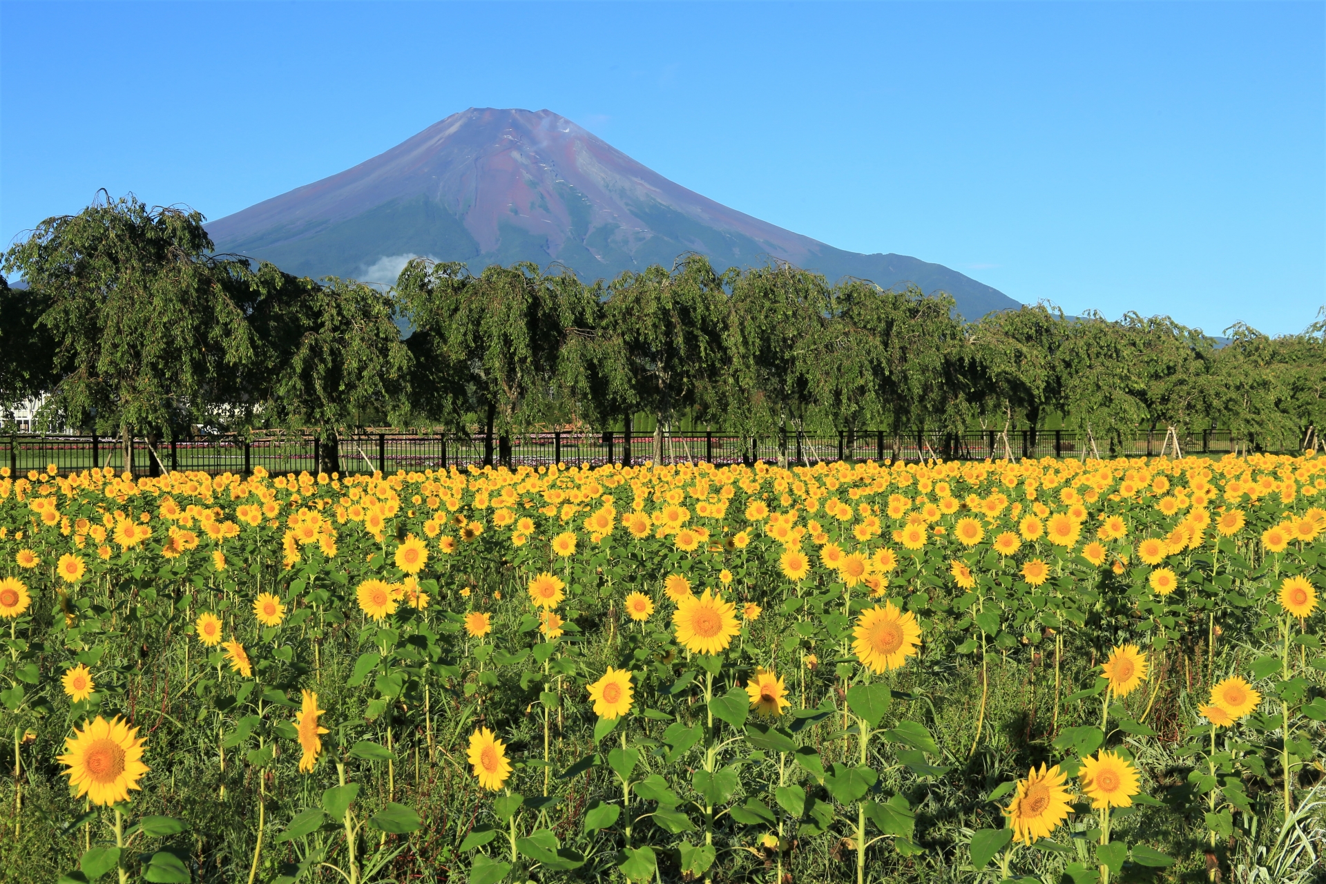 山中湖・花の都公園