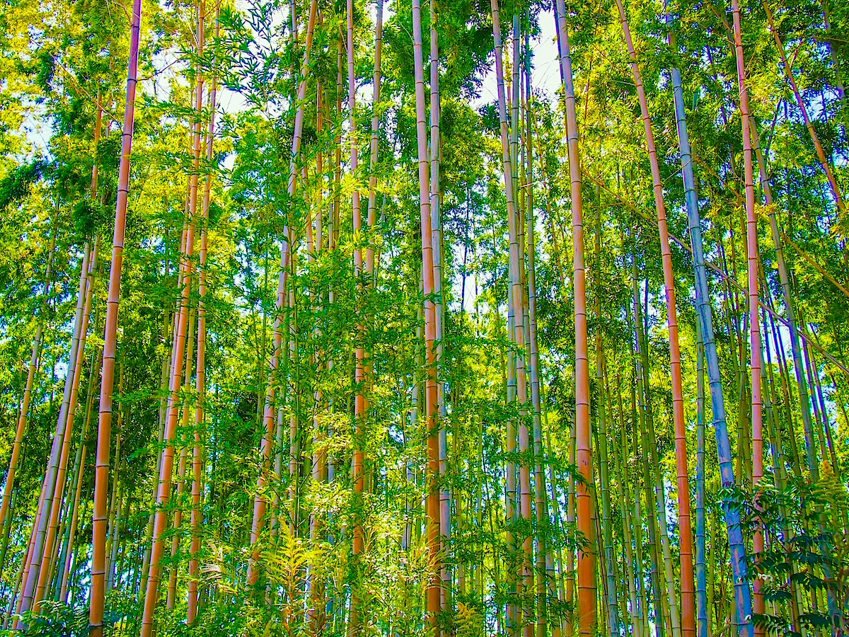 竹林