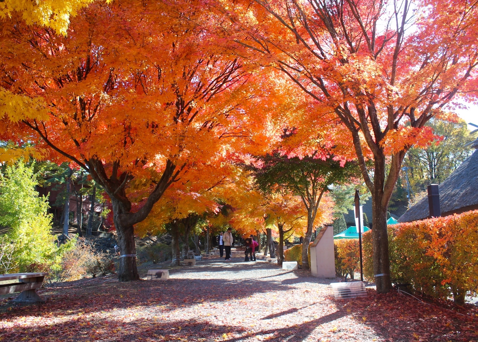 もみじ祭り～心静かに紅葉を観る会～