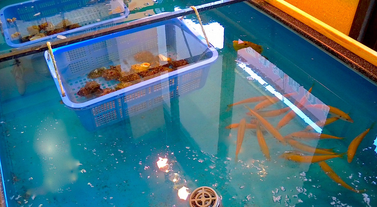 地魚回転寿司 船主総本店