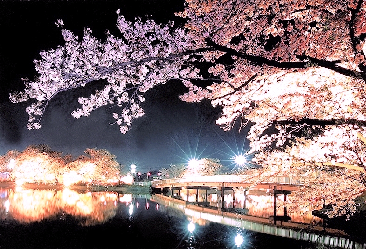 臥竜公園さくらまつり