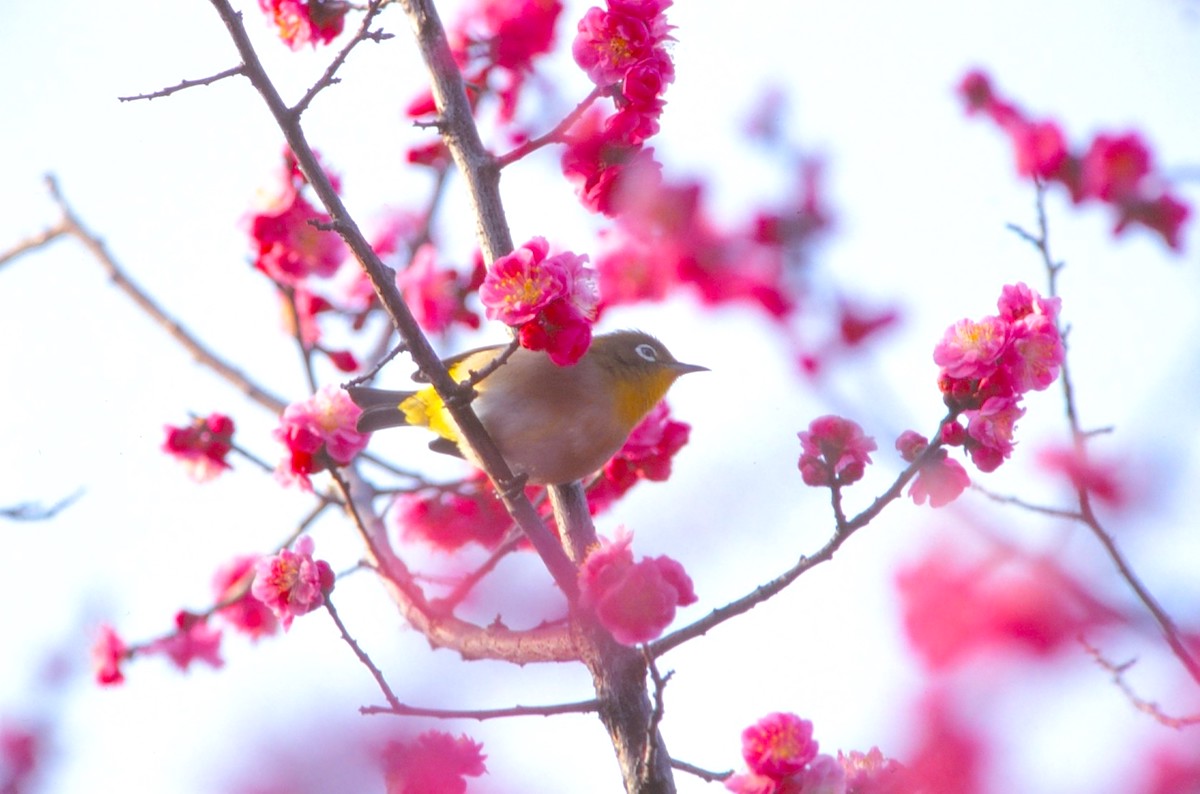 ぎふ梅まつり