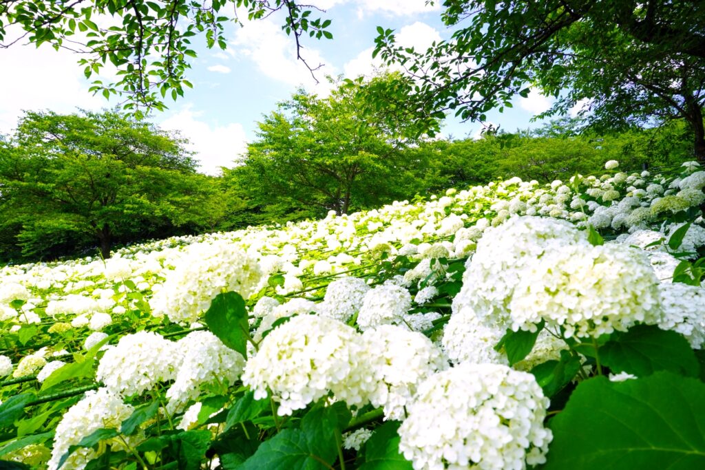 権現堂公園『あじさいまつり』