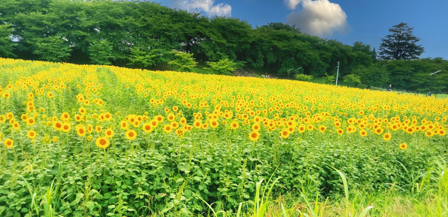 権現堂公園『ひまわりまつり』