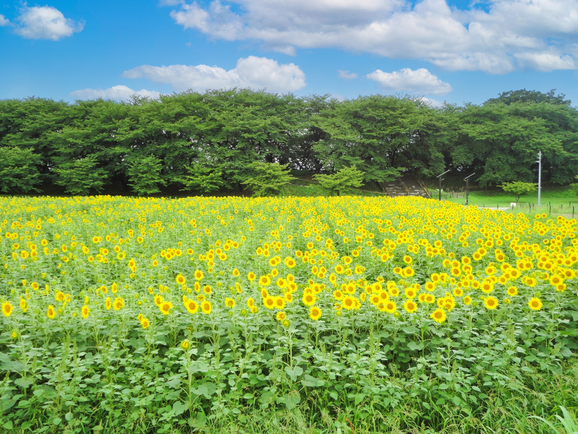 権現堂公園『ひまわりまつり』