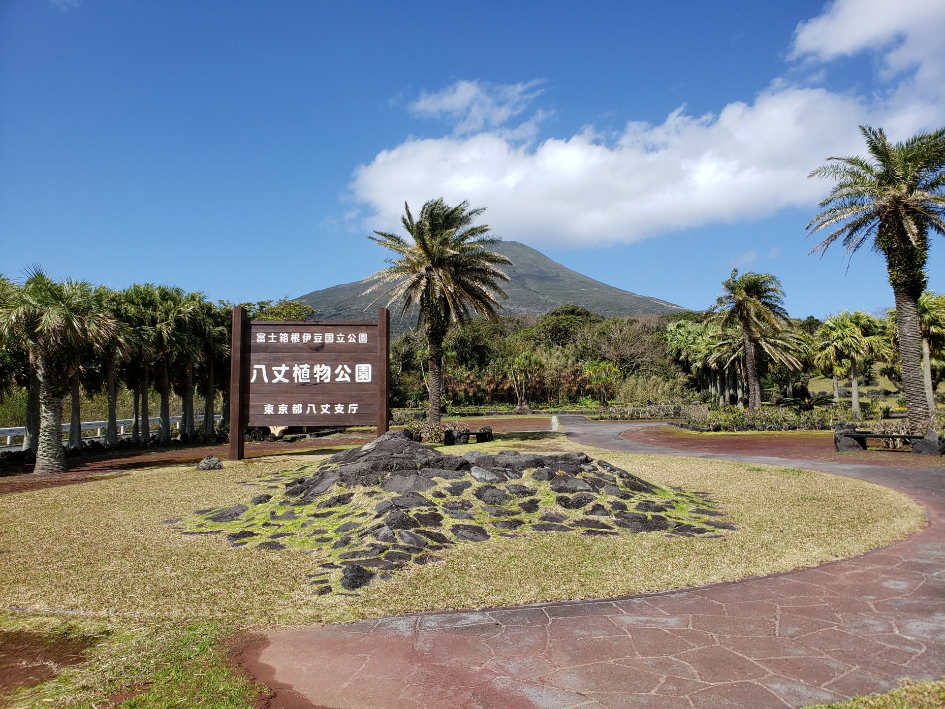 八丈島のキョン