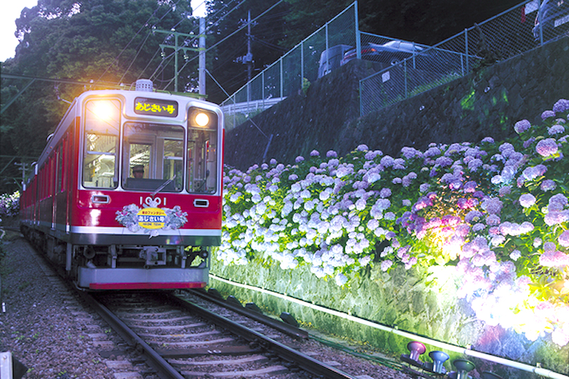 箱根登山鉄道 あじさい電車