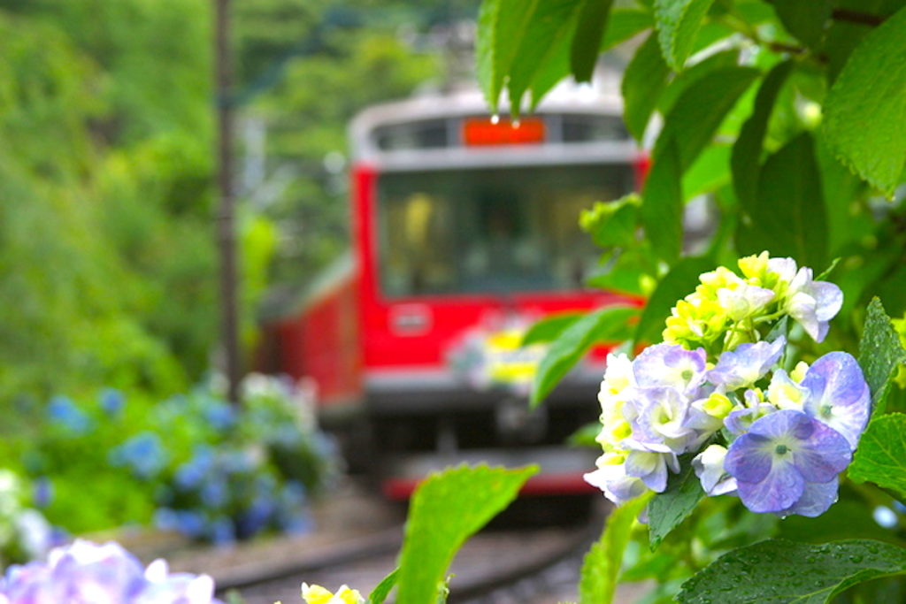 箱根登山鉄道 あじさい電車