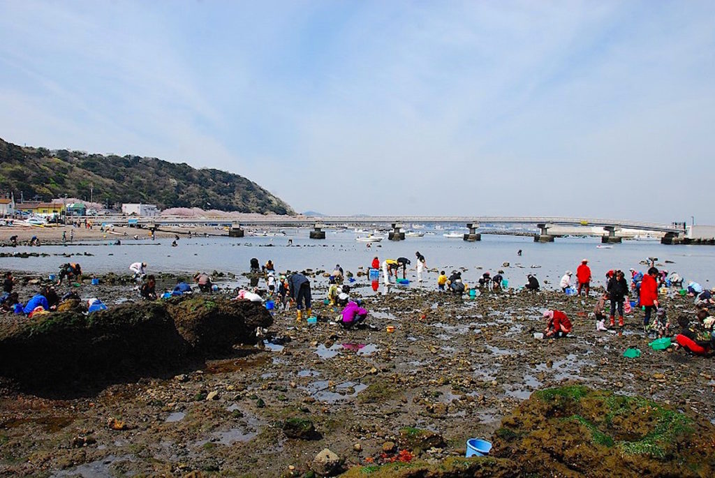走水海岸潮干狩り