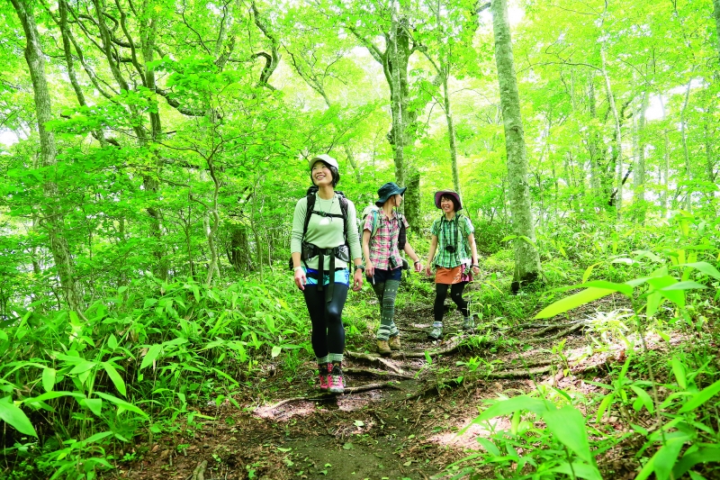 比婆山の見事なブナ林