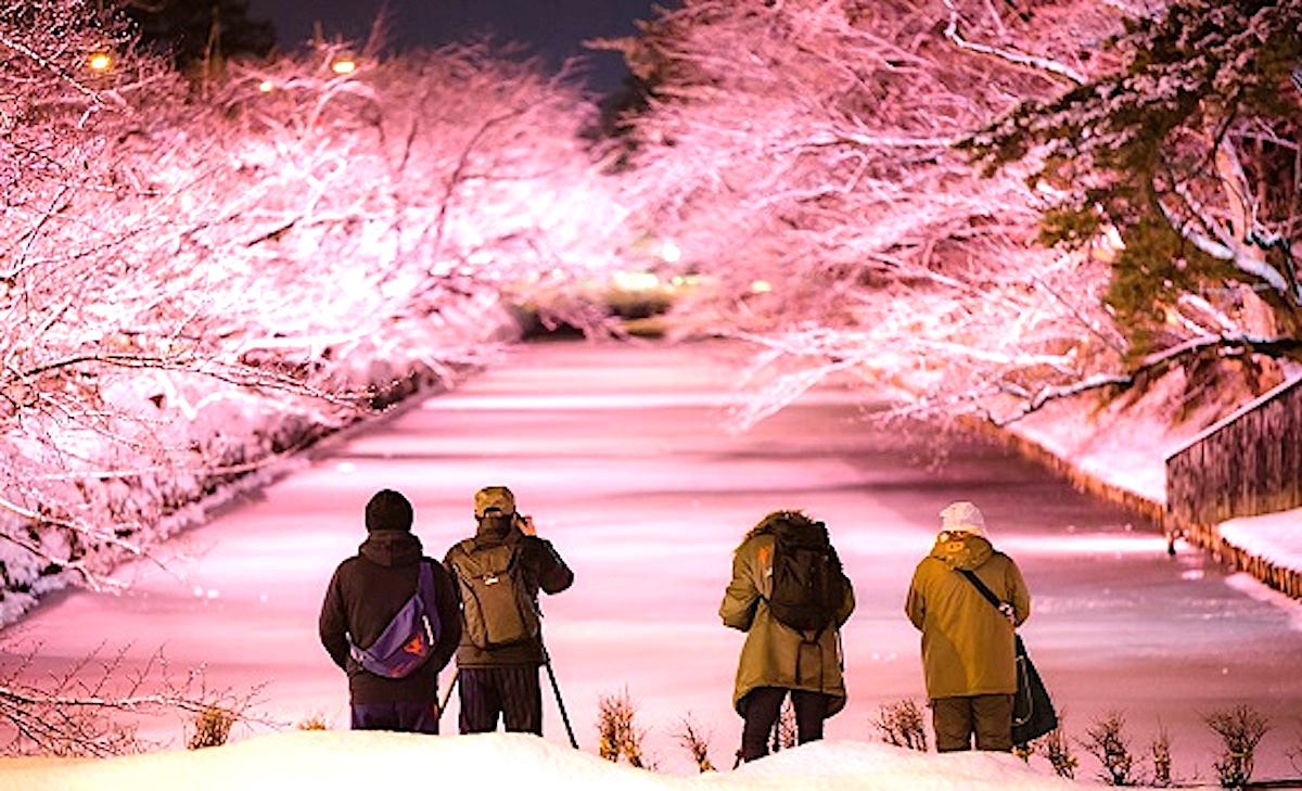 弘前公園『冬に咲くさくらライトアップ』