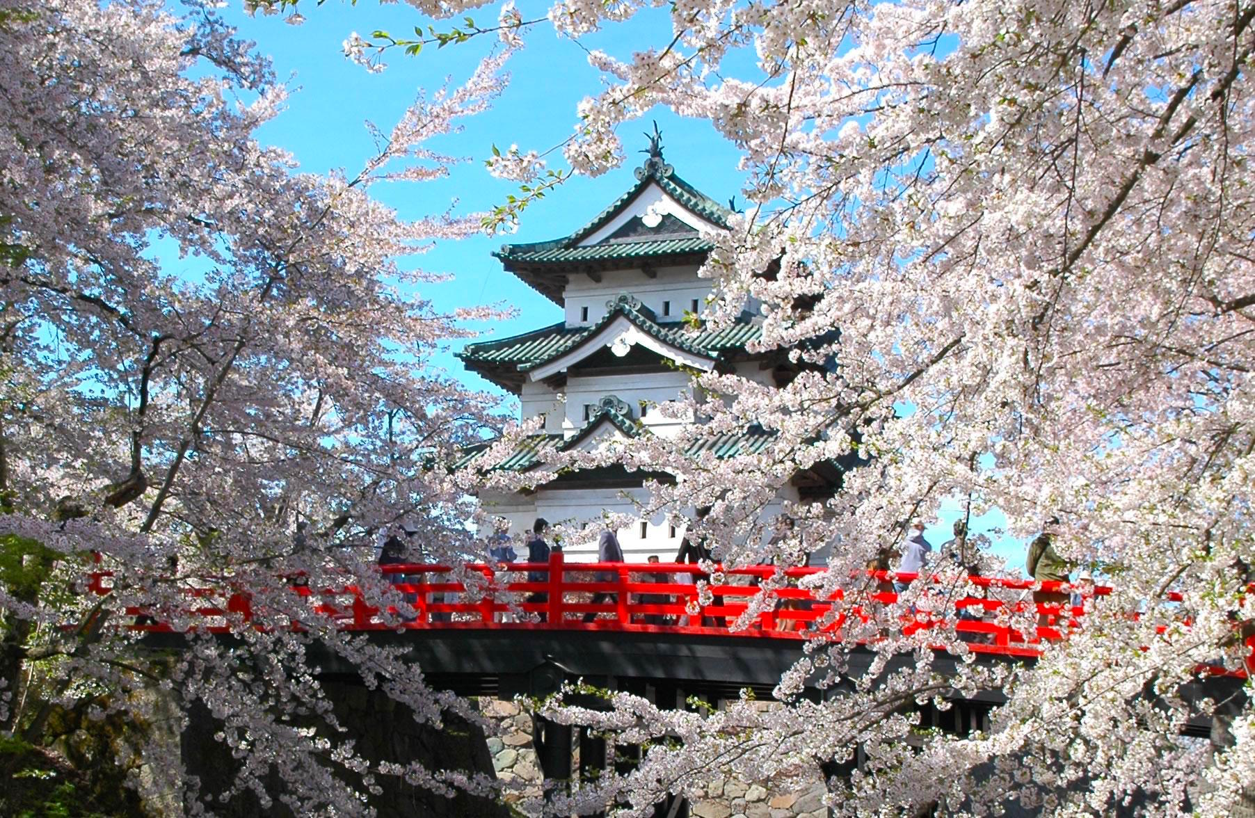 取材班が選んだ日本一の花見スポットは 弘前城 弘前公園