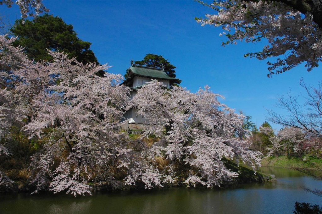 hirosakisakura2