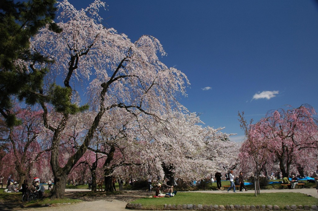 hirosakisakura5