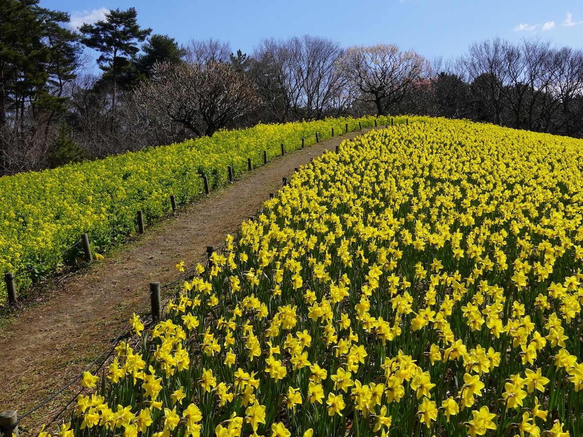 国営ひたち海浜公園・早咲き水仙タマラ