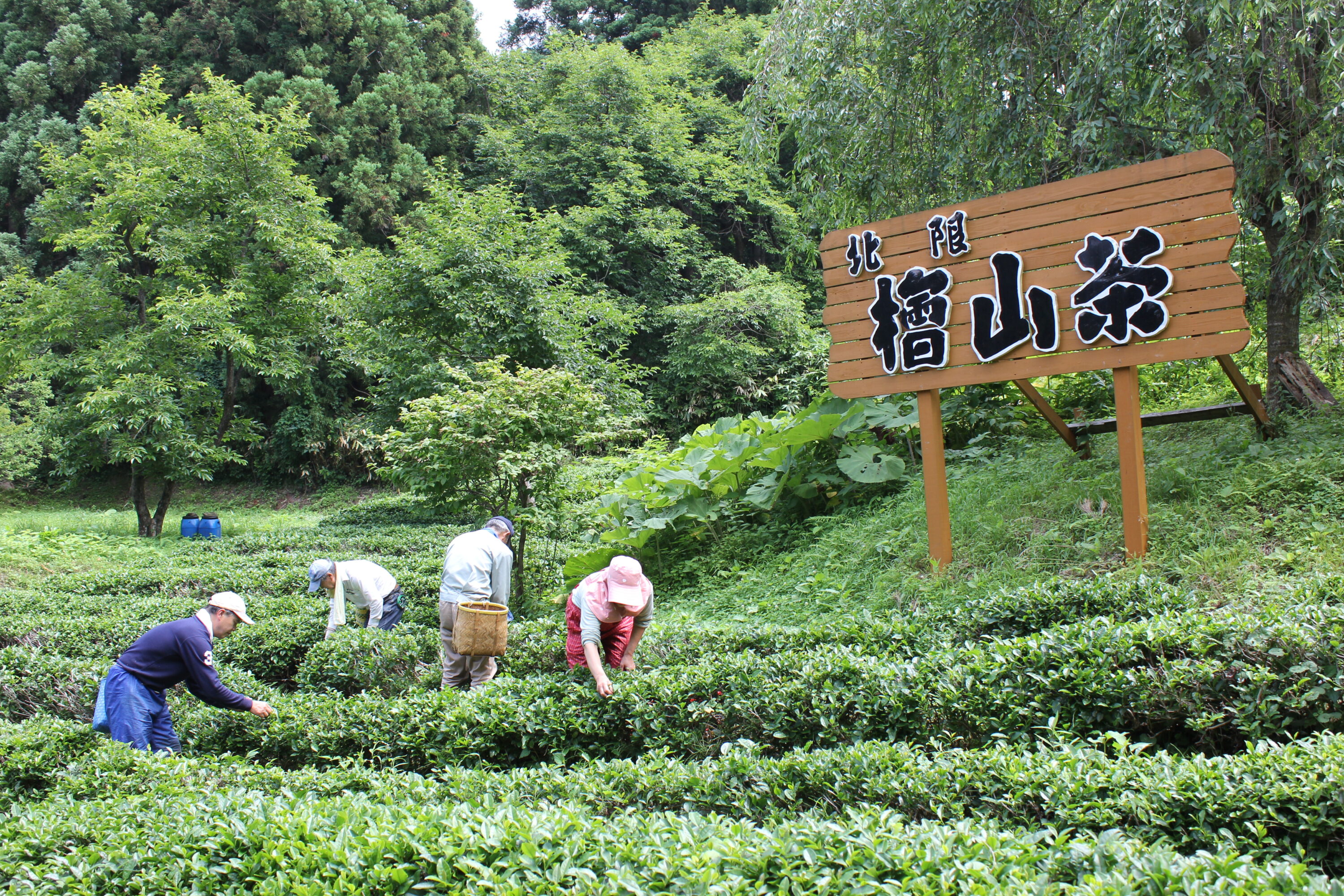 日本最北のお茶・檜山茶