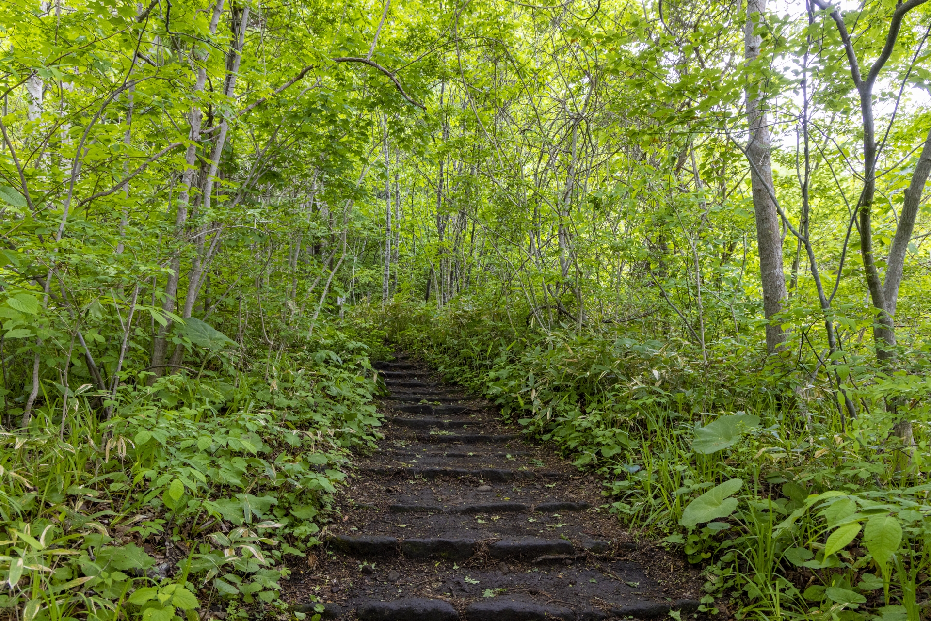 函館山登山道