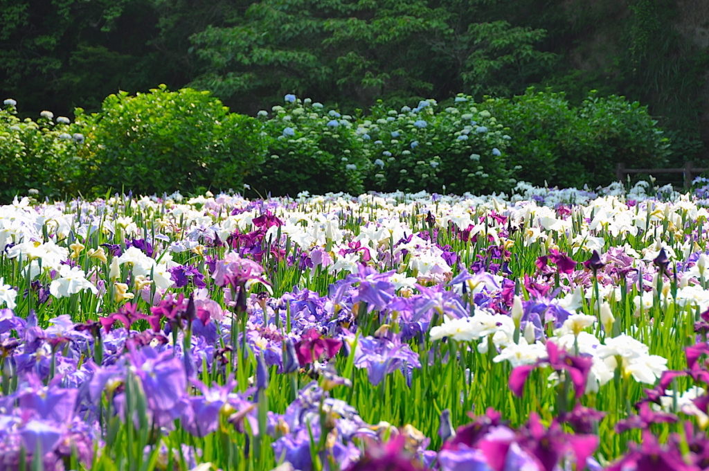 いちはらクオードの森 花菖蒲とアジサイ