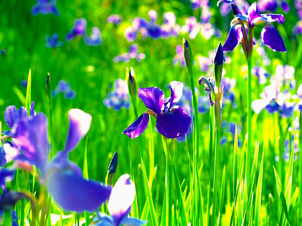 いちはらクオードの森花菖蒲