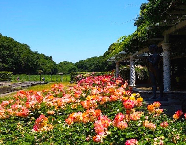 大町自然観察園のバラ園