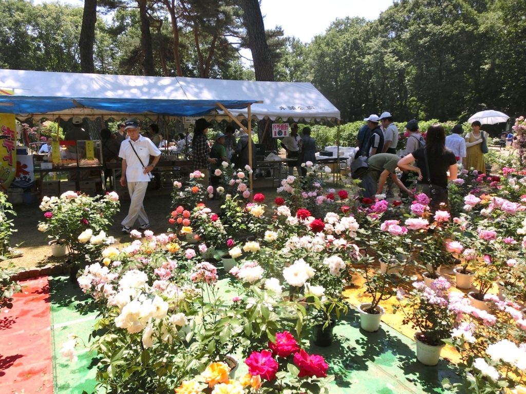 井頭公園『ローズフェスタ』