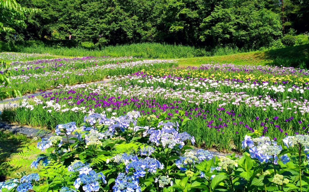 五十公野公園・あやめ