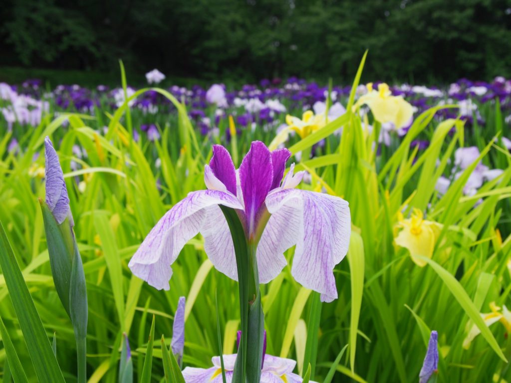 五十公野公園・あやめ