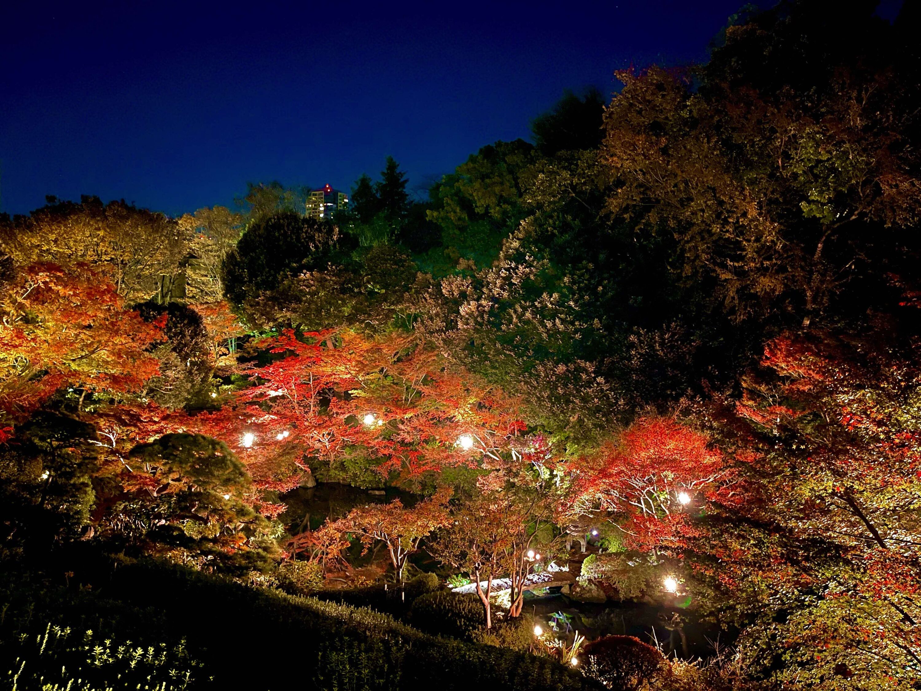 池田山公園ライトアップイベント『紅葉の灯明-みあかし』