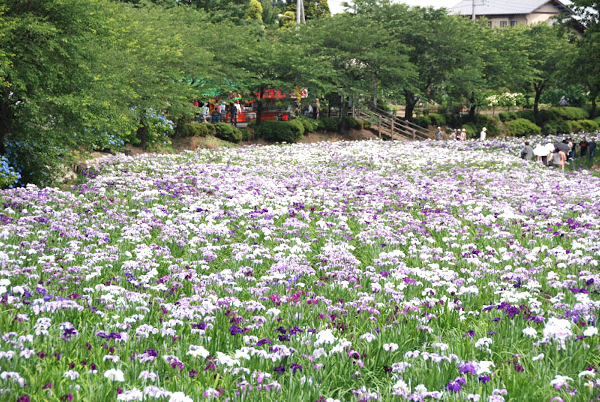 赤堀花しょうぶ園まつり 伊勢崎市 19