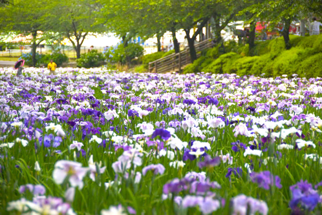 赤堀花しょうぶ園まつり