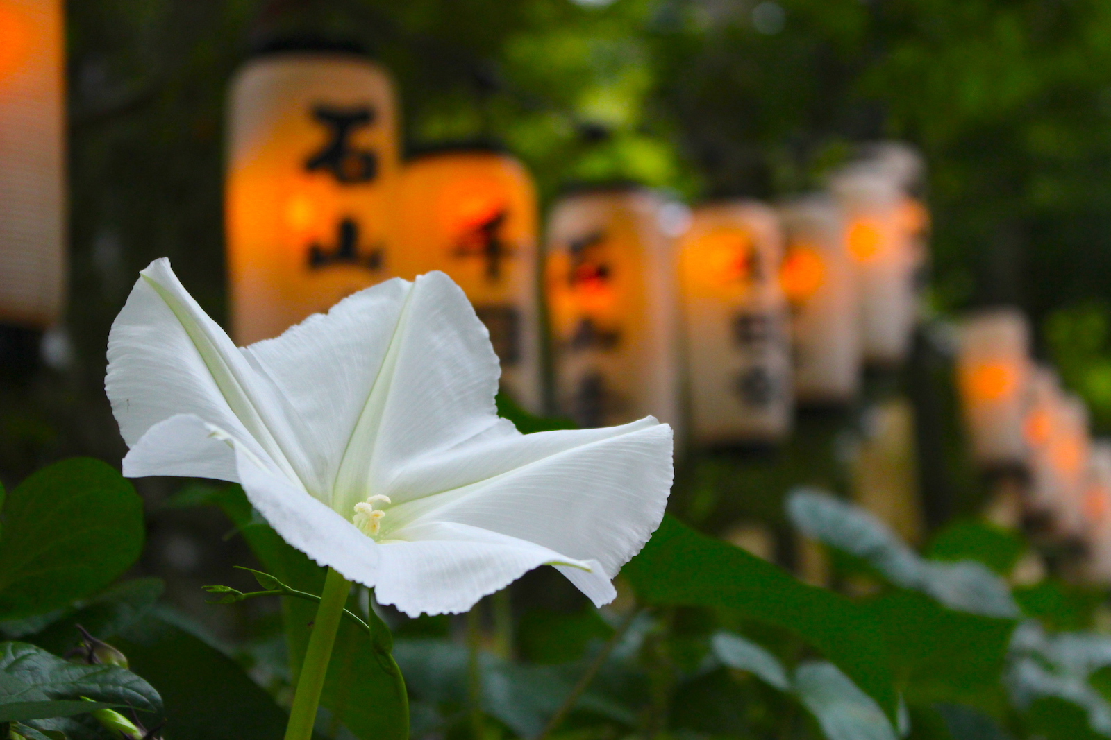 石山寺『千日会』