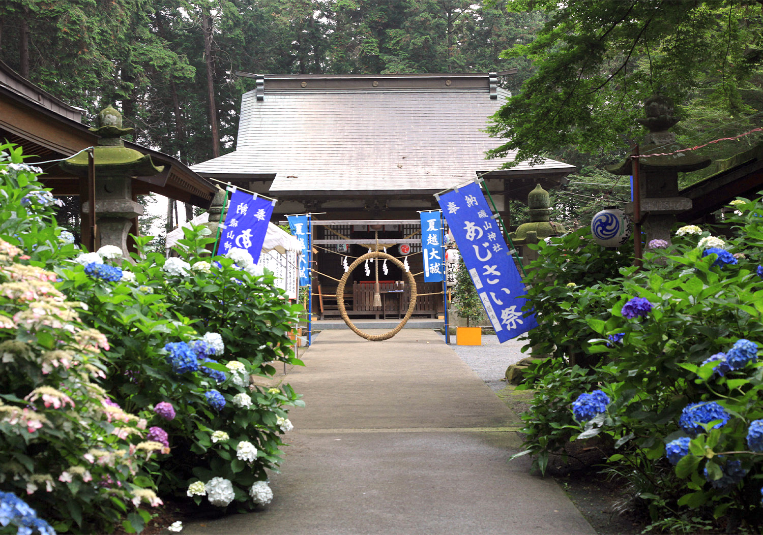 磯山神社『あじさい祭り』