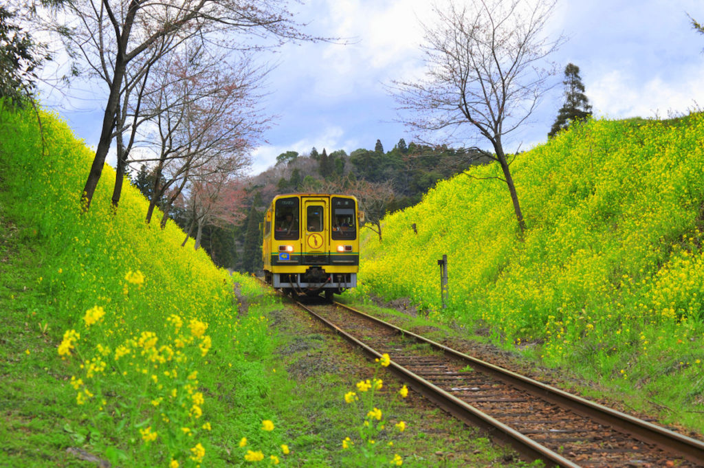 いすみ鉄道『菜の花畑のムーミン列車』