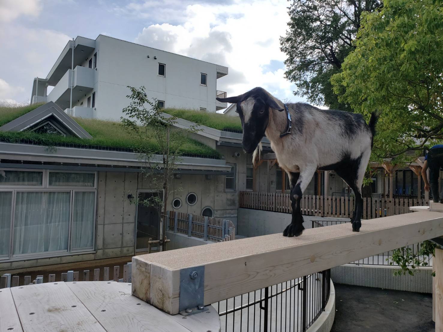 板橋こども動物園