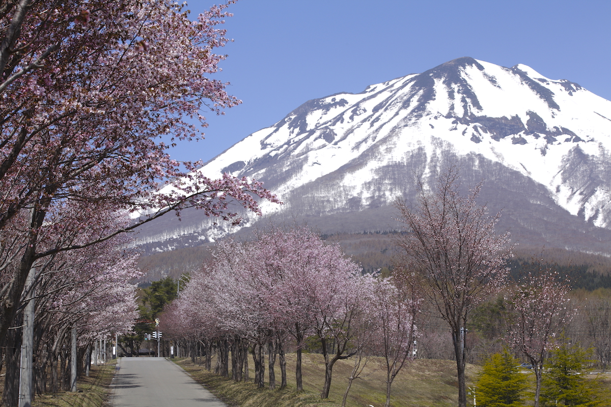 世界一長い桜並木
