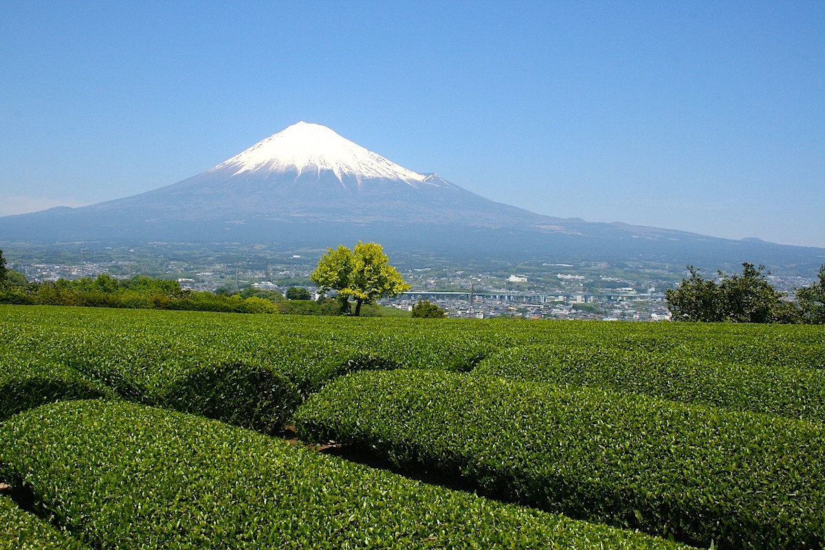 富士山と茶畑