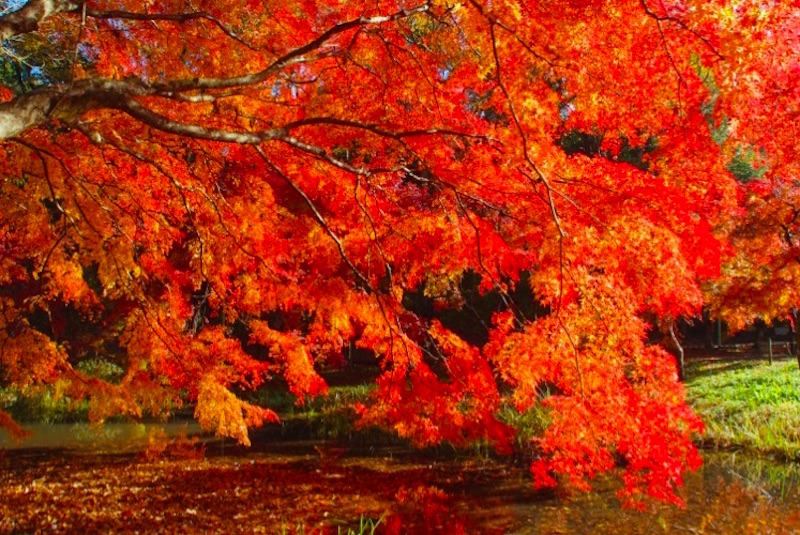 泉自然公園・紅葉