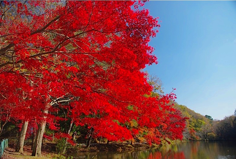 泉自然公園・紅葉