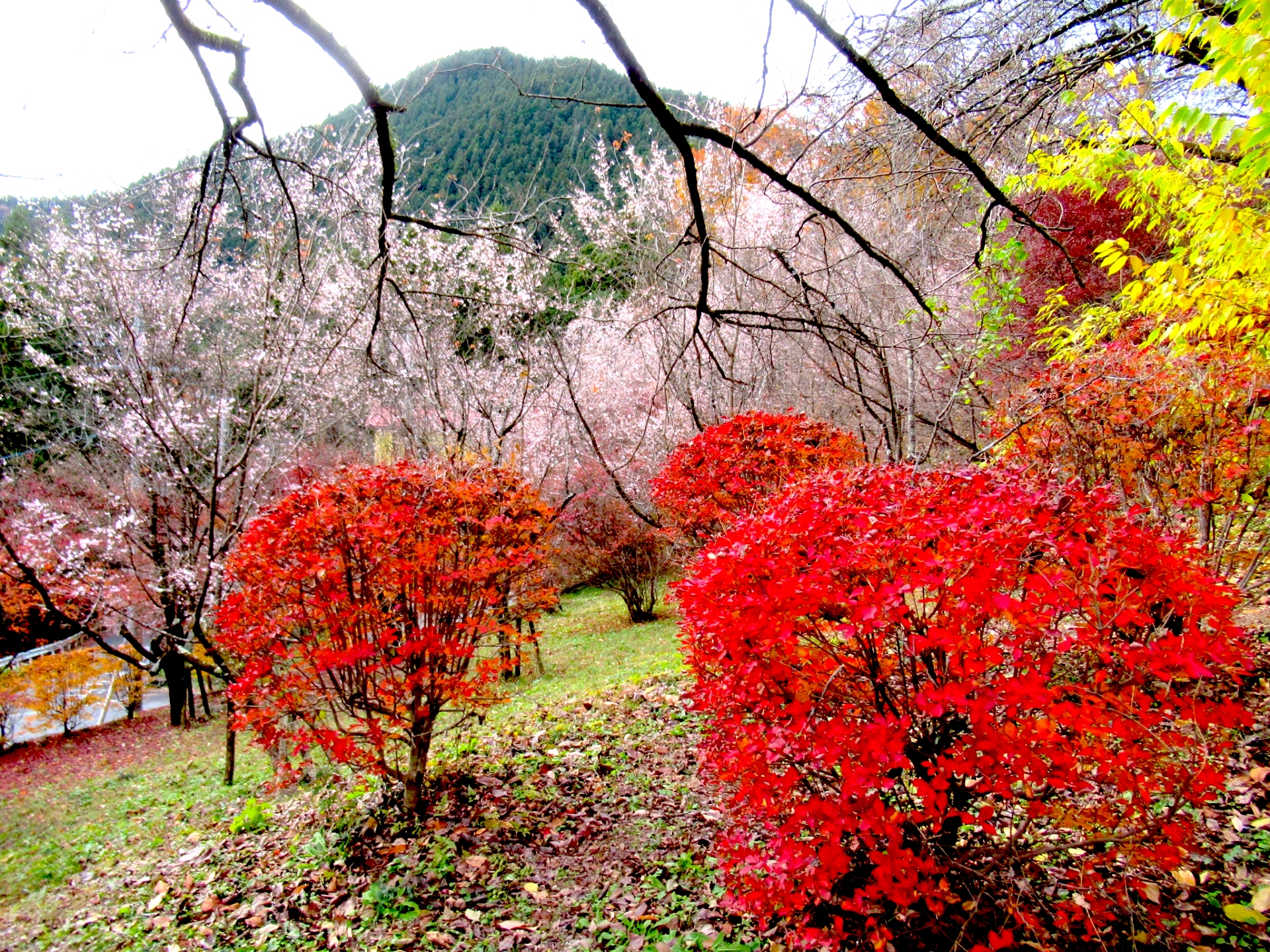 城峯公園『冬桜まつり』