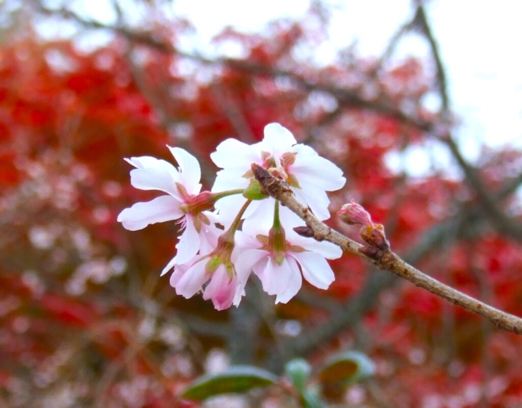 城峯公園『冬桜まつり』