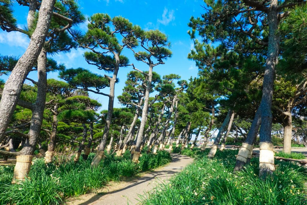 県立城ヶ島公園『水仙まつり』