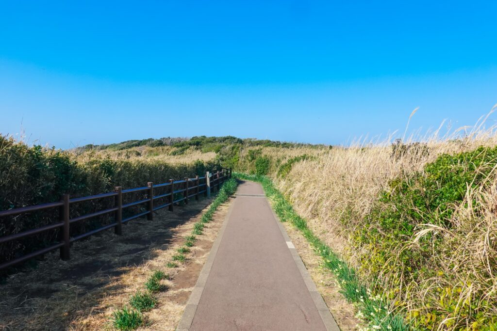 県立城ヶ島公園『水仙まつり』