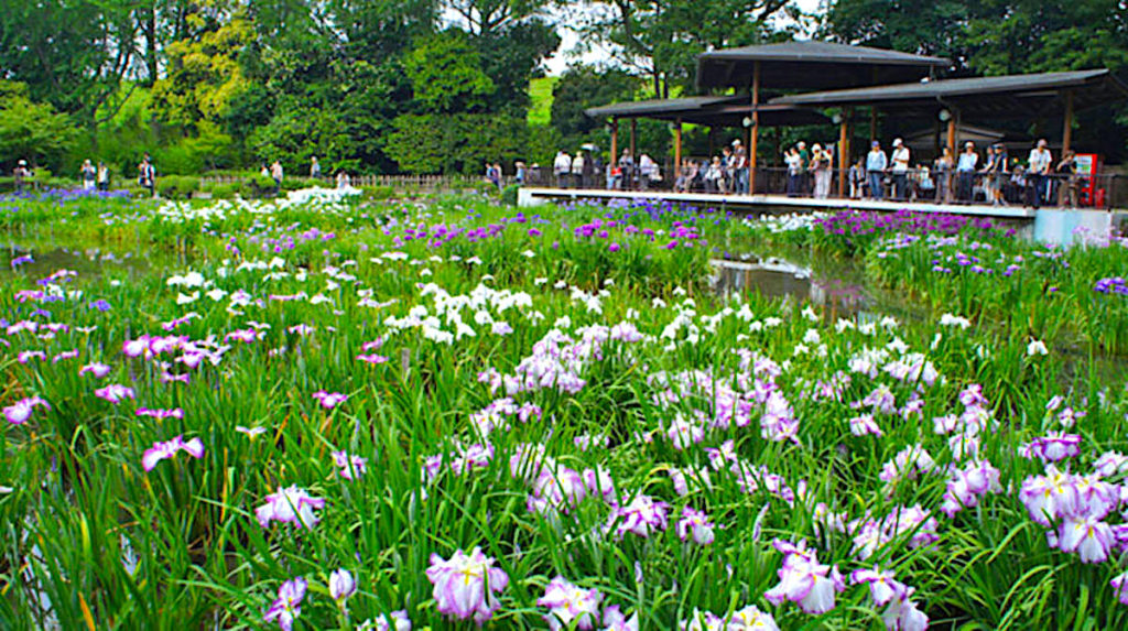 城北菖蒲園