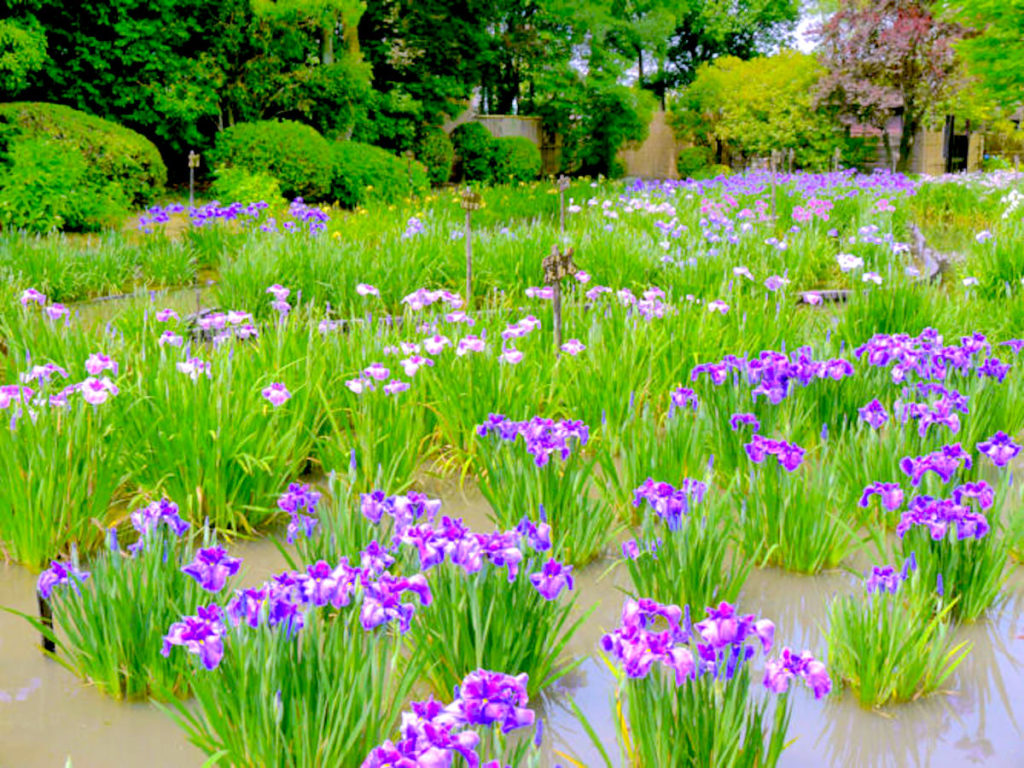 城北菖蒲園