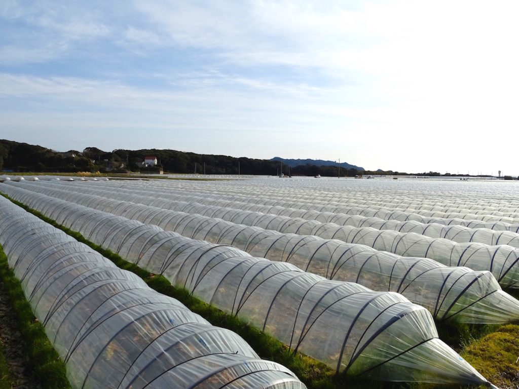 館山市神戸地区のレタス畑