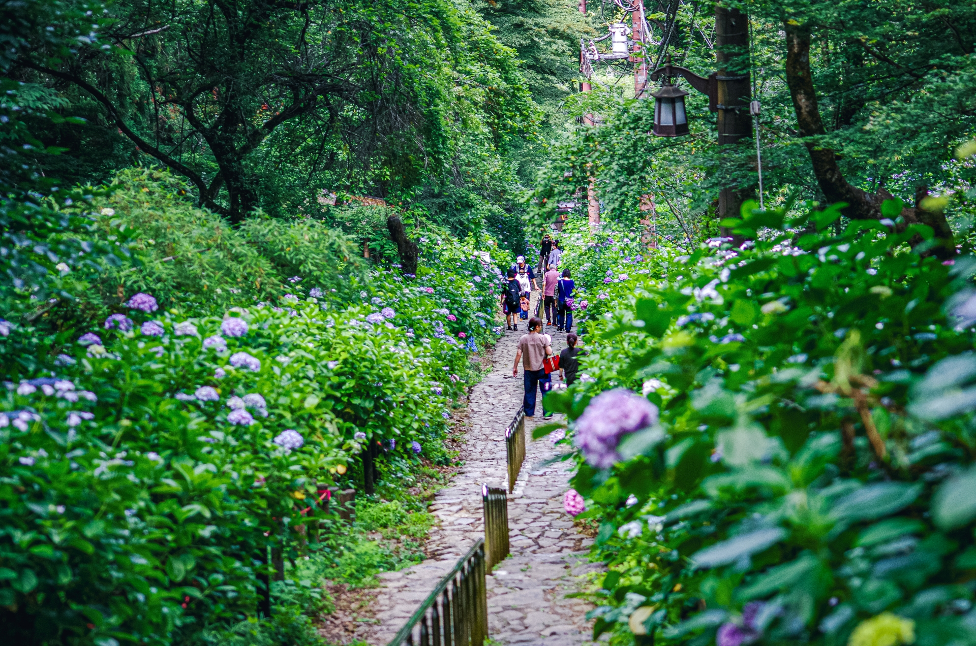 大平山・あじさい坂