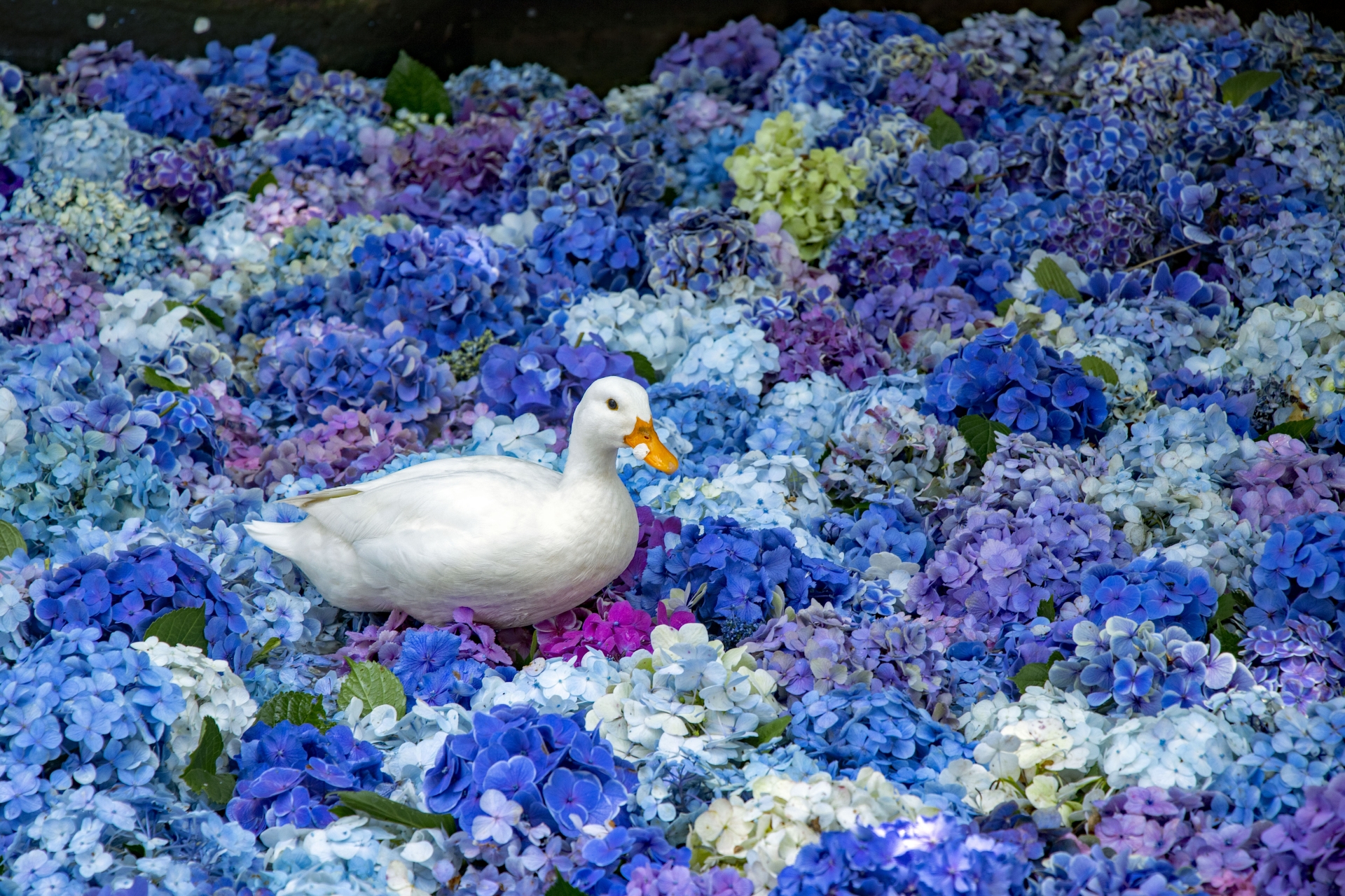 雨引観音の水中花