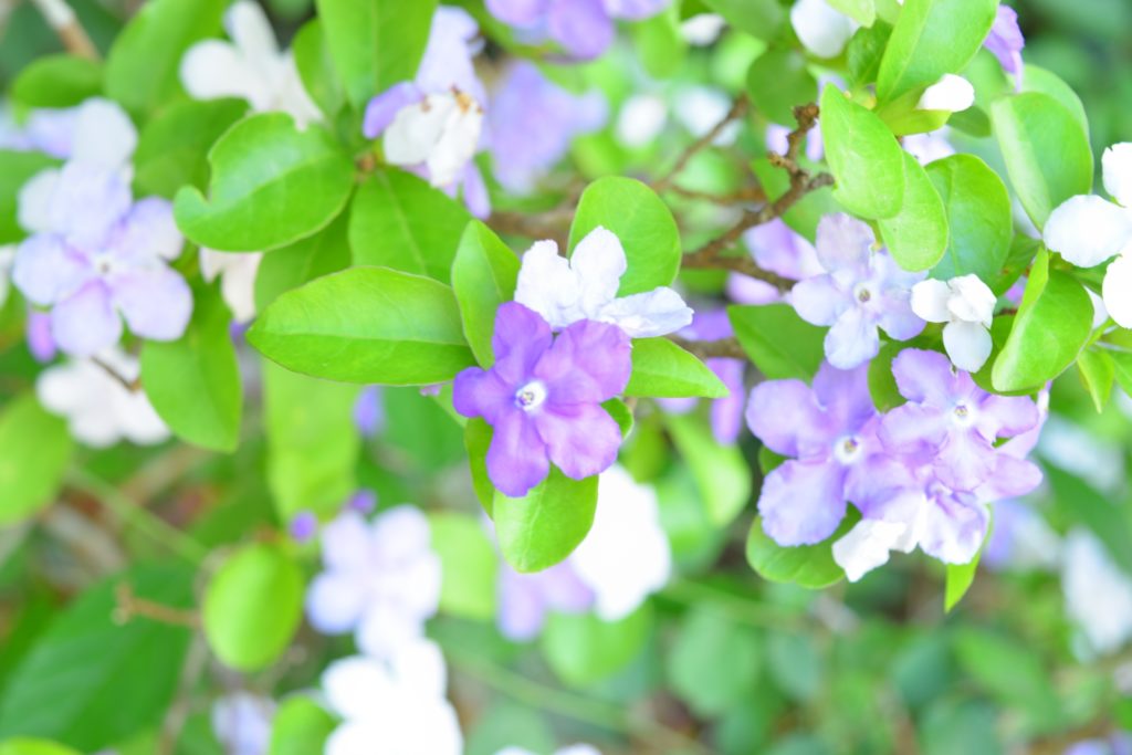 了仙寺『香りの花まつり』