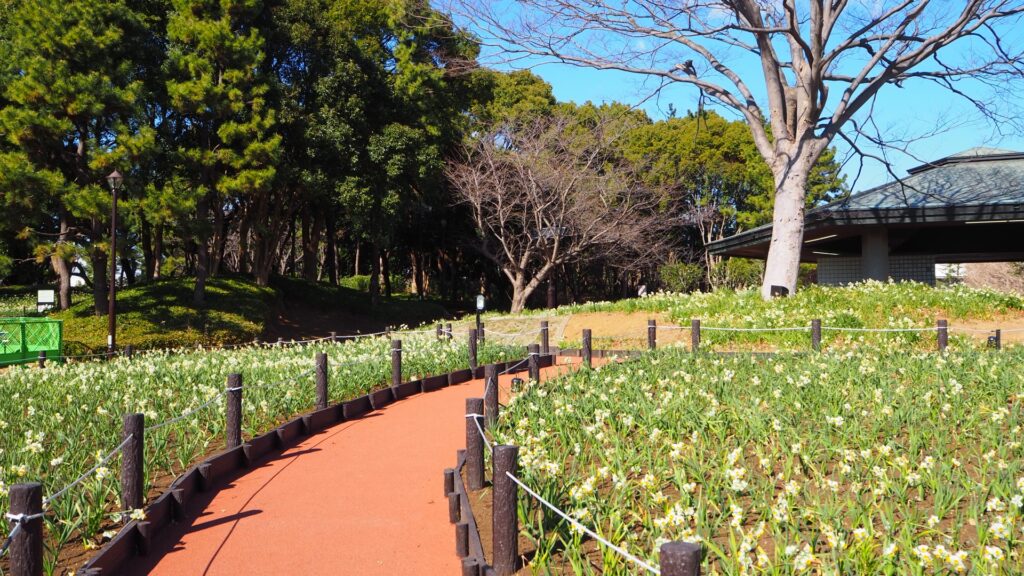 葛西臨海公園・水仙