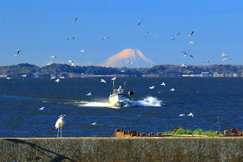 冬の霞ヶ浦からは富士山も眺望できます